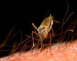 נוגדן חד-שבטי מסייע במניעת זיהום במלריה במבוגרים (N Engl J Med)