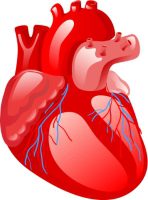 מדדי סידן בעורקים כליליים מנבאים את הסיכון למוות לבבי פתאומי  (J Am Coll Cardiol Img)