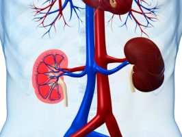תוספת Belimumab לטיפול סטנדרטי בלופוס נפריטיס עשויה להפחית את הסיכון להתלקחות כלייתית ולהידרדרות התפקוד הכלייתי (Kidney International )