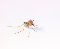 יתוש